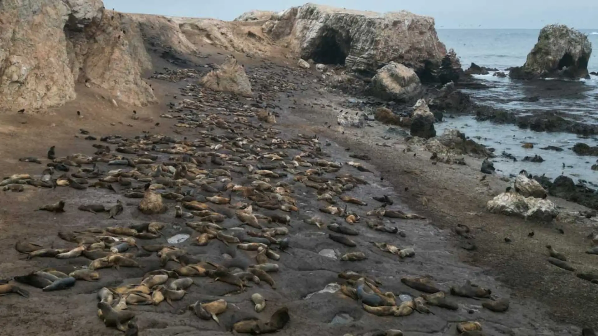 Peru’s Guano Birds in Peril as Population Plunges Over 75%