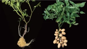 The Potato’s Surprising Roots Part Tomato, Part Tuber